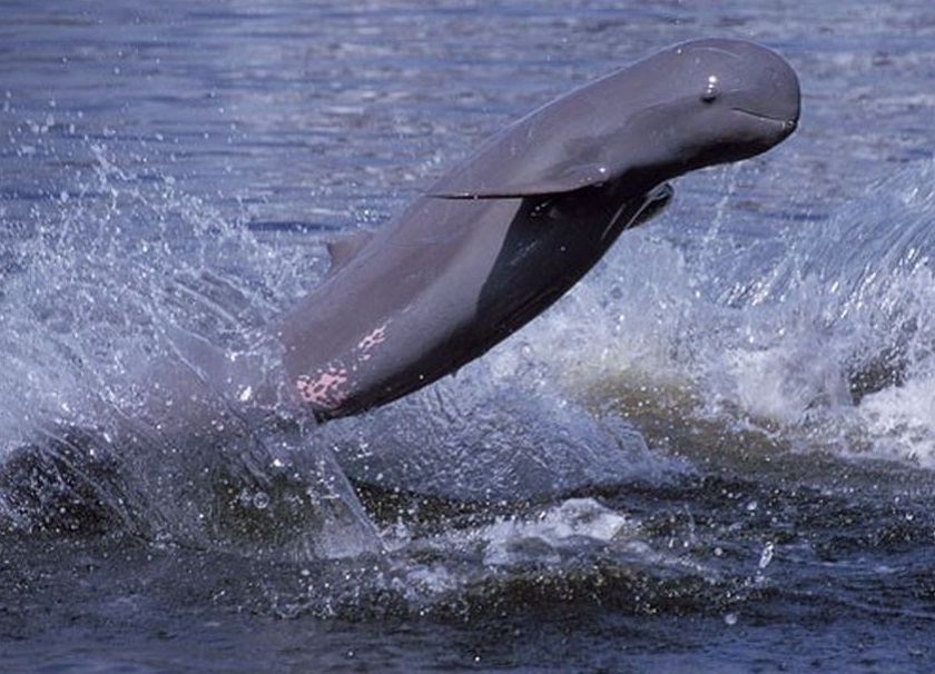 Иравадийский дельфин фото
